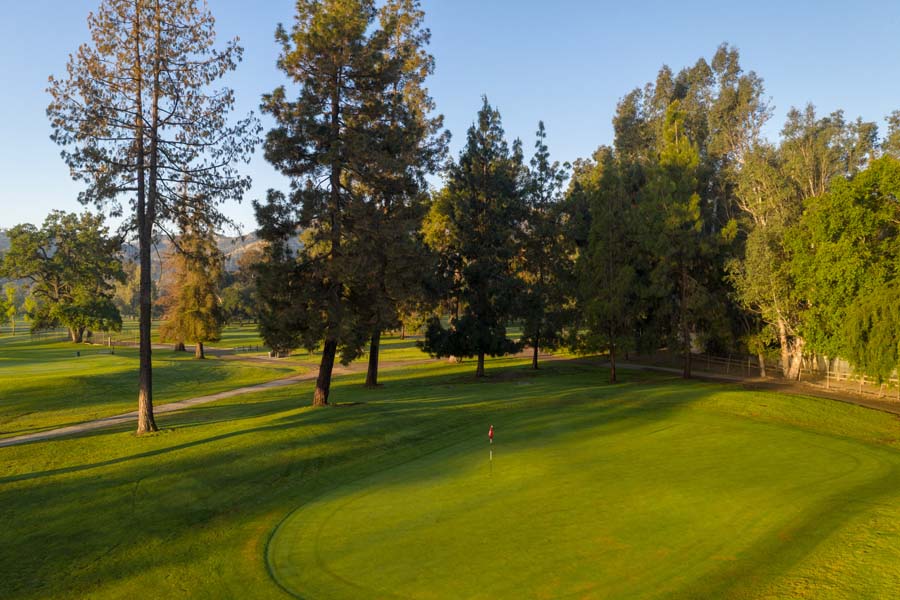 Trees on golf course