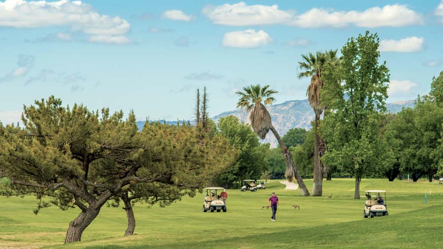 Trees on golf course with carts and players